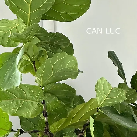 아파트 Luc 알테아